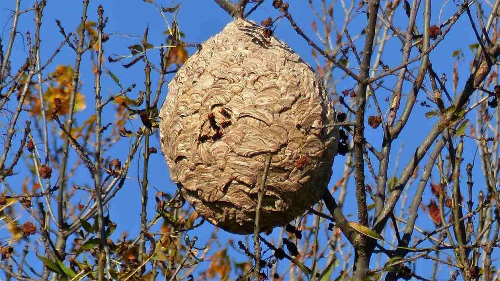 Nest der Asiatischen Wespe