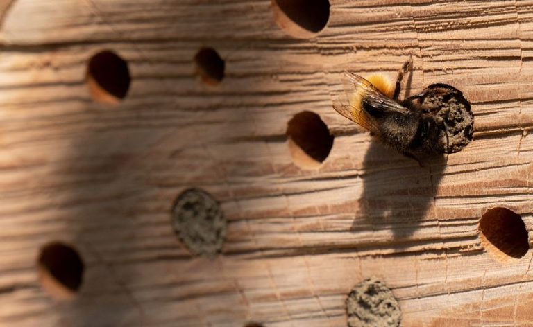 Insektenhaus