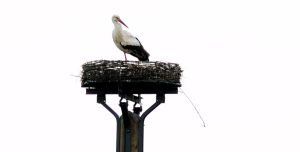 Erster Storch in Raesfeld