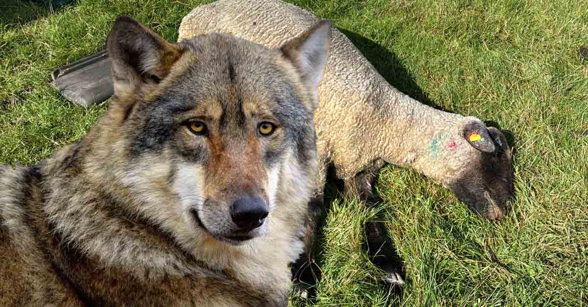 Erneute Wolfsrisse bei Schäfer Specht Wolfsgebiet Schermbeck