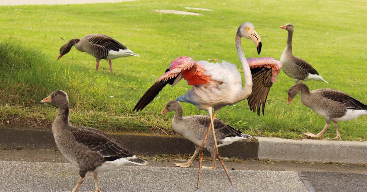 Flamingo am Schloss Raesfeld