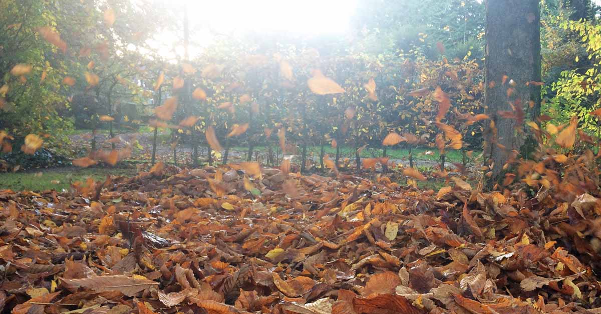 Herbstlaub Abgabe in Raesfeld und Erle