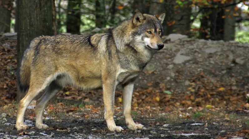 Hessen hat Wolf im Jagdrecht aufgenommen