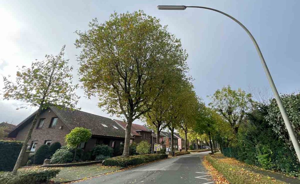 Rückschnitt von Platanen am Südring in Raesfeld