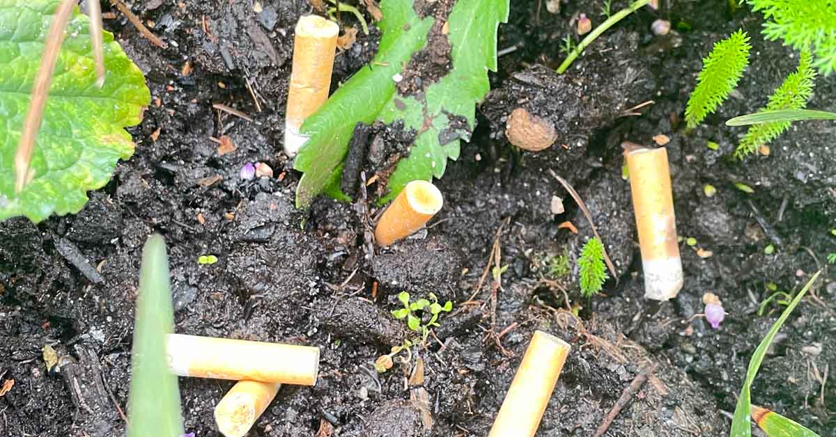 Unsichtbare Gefahr Zigarettenkippen in der Natur