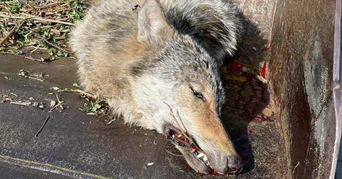 Wolf bei Verkehrsunfall getötet
