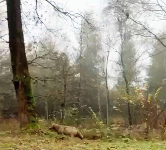 Wolf an der B224 in Raesfeld-Erle