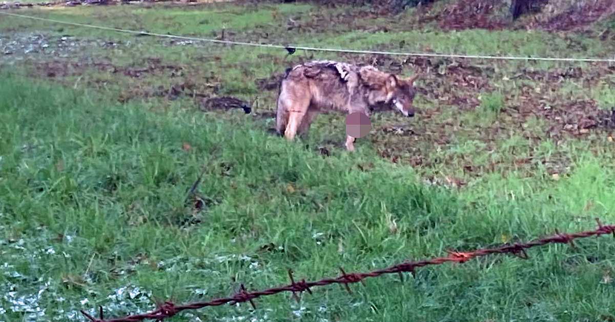 Wolf in der Förderkulisse Westmünsterland schwer verletzt