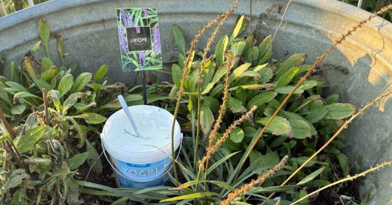 Alter Joghurt-zu schade für die Tonne. Gartentipp