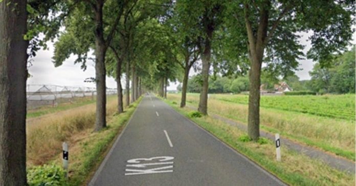 Kreis Borken sucht Baumalleen