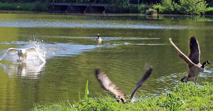 Schwan im Flug am Wasserschloss Raesfeld