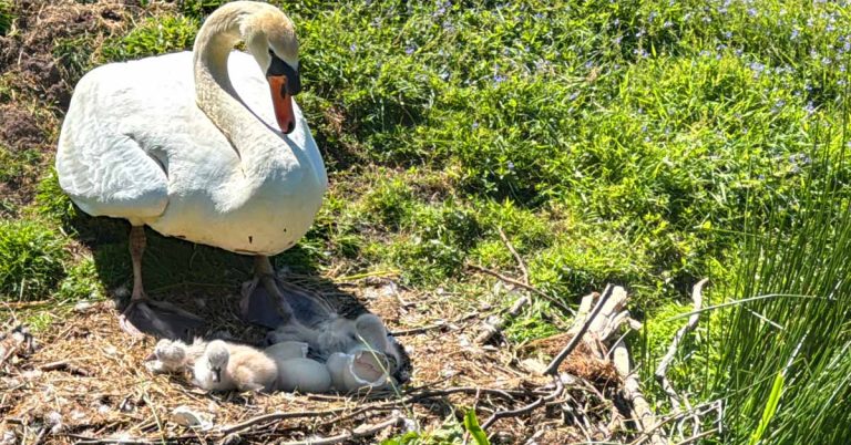 Schwanenpaar am Schloss Raesfeld hat Nachwuchs bekommen