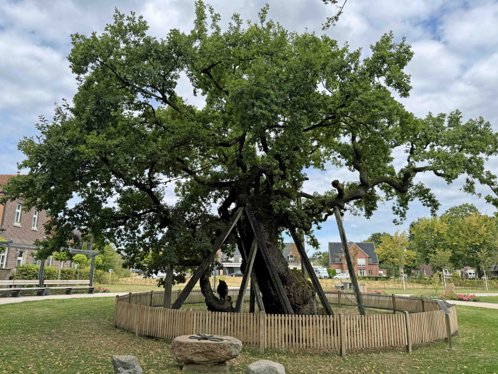 Naturdenkmal die Femeiche in Erle