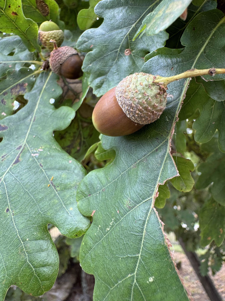 Eicheln der Femeich in Erle. Der alte Baum sieht auch im Spätsommer frisch aus.