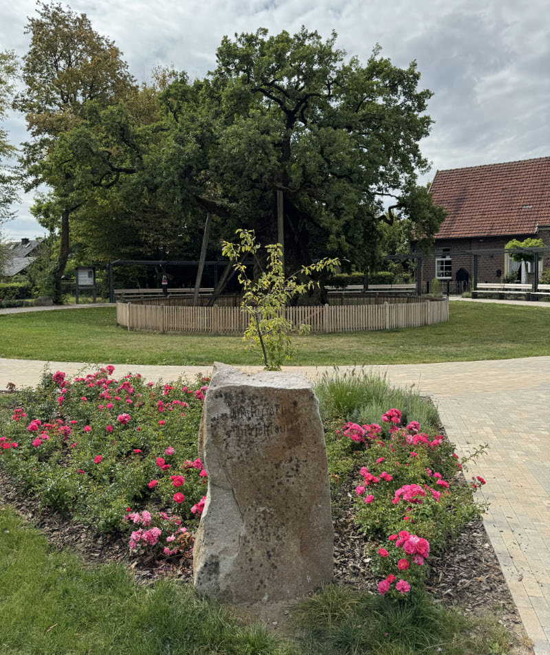 Der Femeichenpark in Raesfeld-Erle im Münsterland mit dem historischen Baum-die Femeiche.