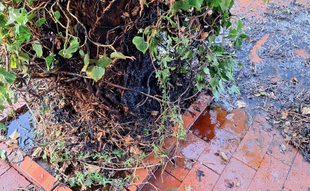 Efeu beim Abbrennen in Flammen am Adelheids Spargelhaus in Erle