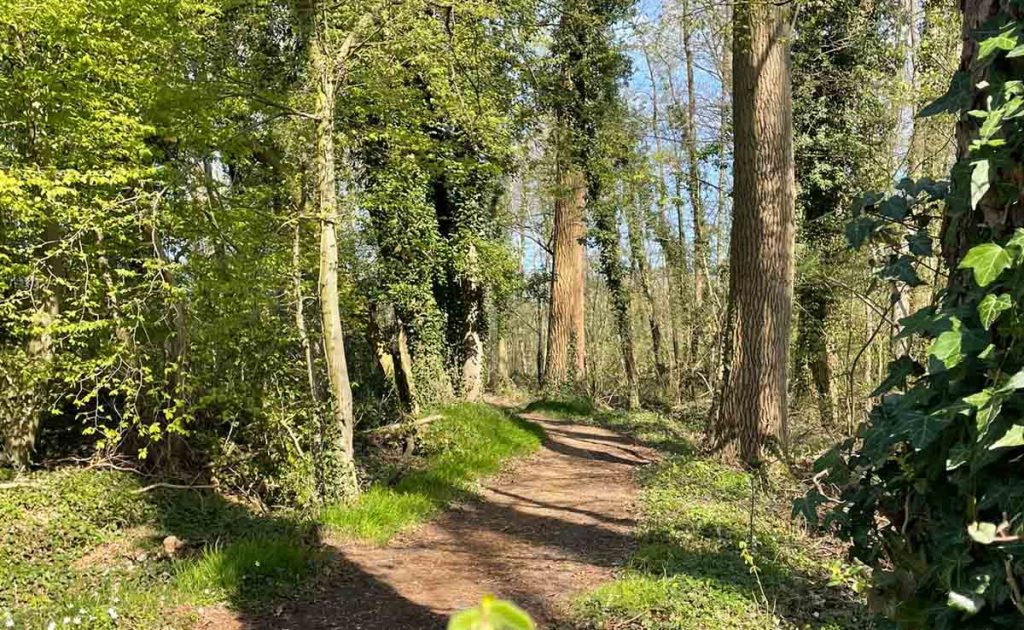 waldwege-westmuensterland- weg-kerkpatt