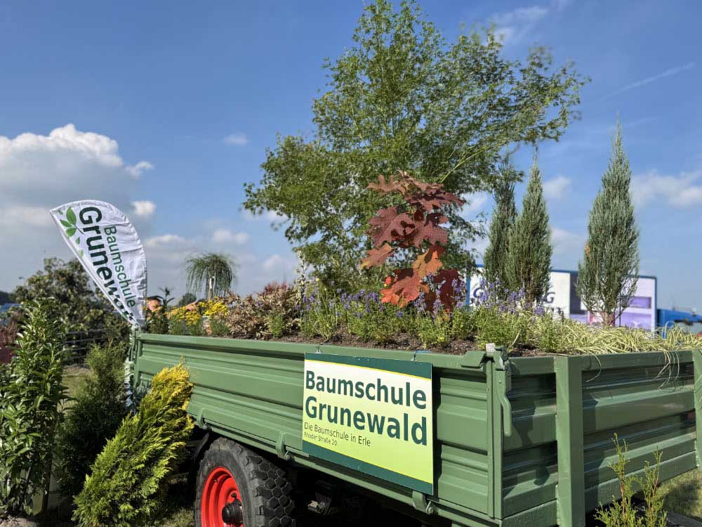 Baumschule Grunewald aus Erle mit herbstlicher Bepflanzung