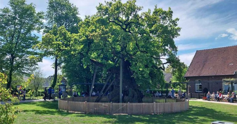 Blick auf das neugestaltete Umfeld der Femeiche. Im April 2025 wurde der Femeichenpark feierlich eröffnet.
