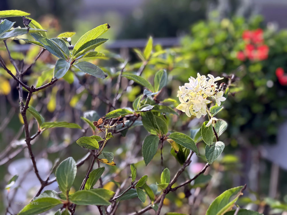 Rispenhortensie