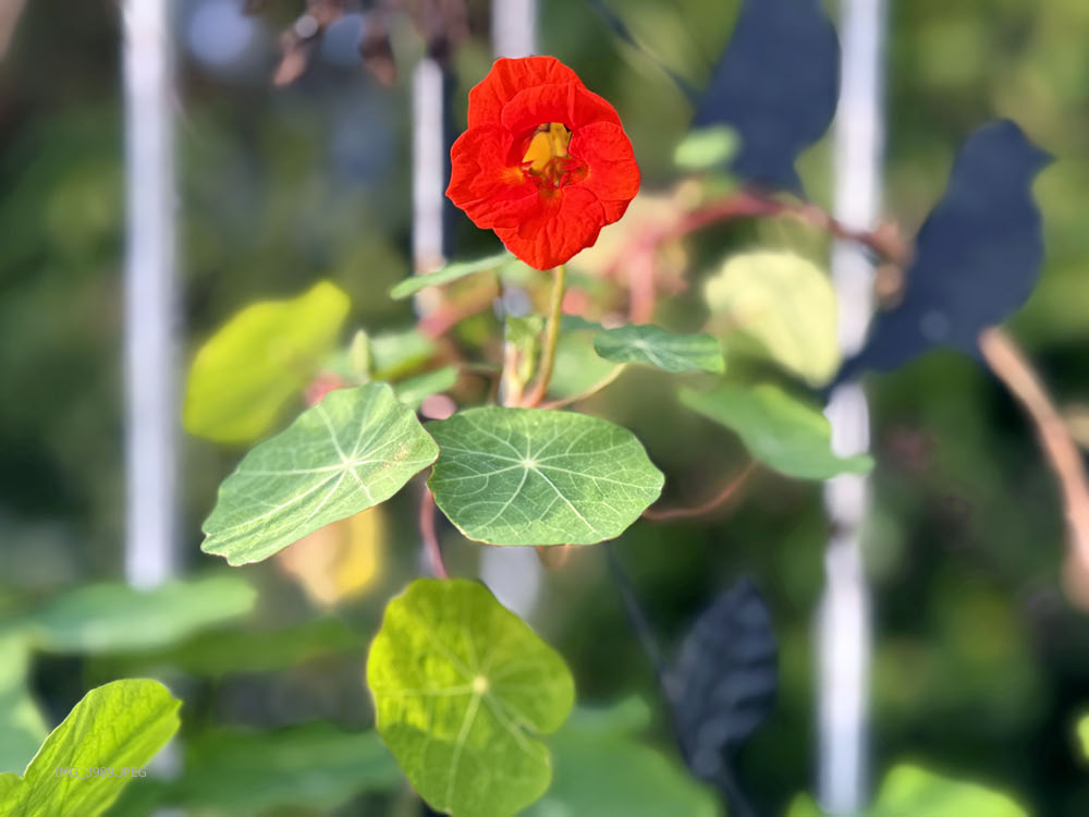 So bunt kann der Herbst sein – die Kapuzinerkresse gibt noch einmal alles.