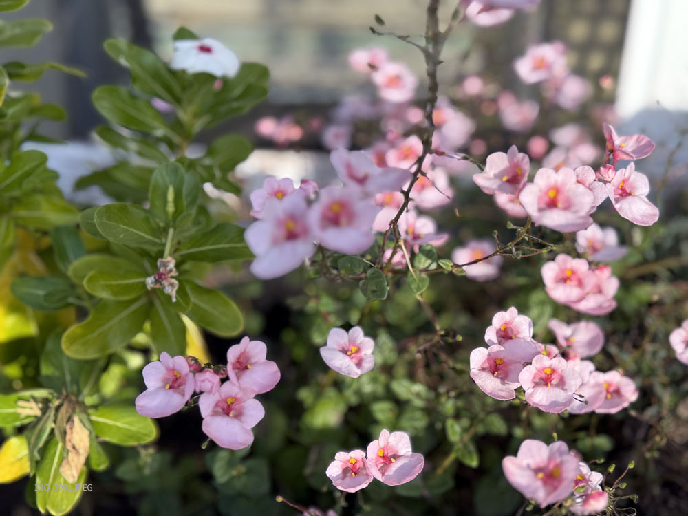 Elfensporn im Herbst