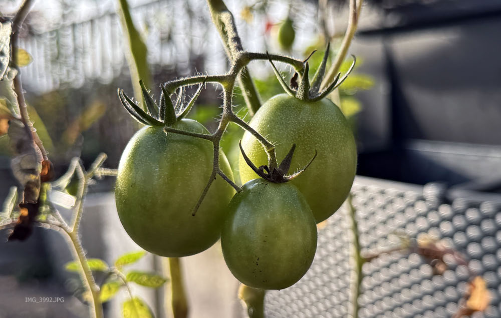 Grüne Tomaten im Herbst