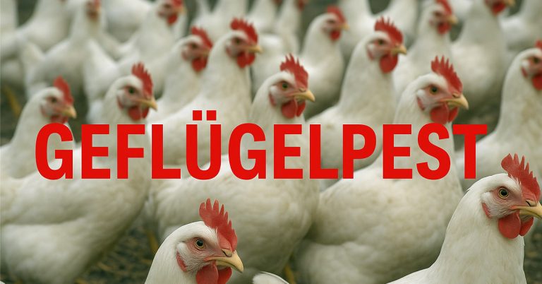 Geflügelpest Kreis Borken