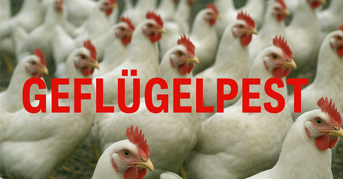 Geflügelpest Kreis Borken