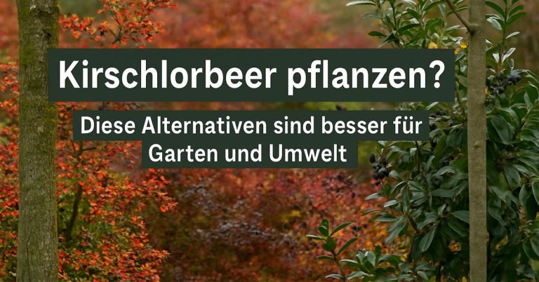 Zeit für Veränderung? Heimische Alternativen statt Kirschlorbeer pflanzen