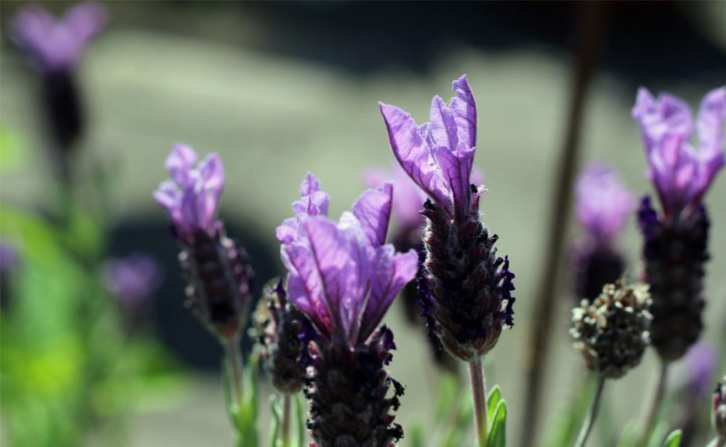 Pflege-Lavendel