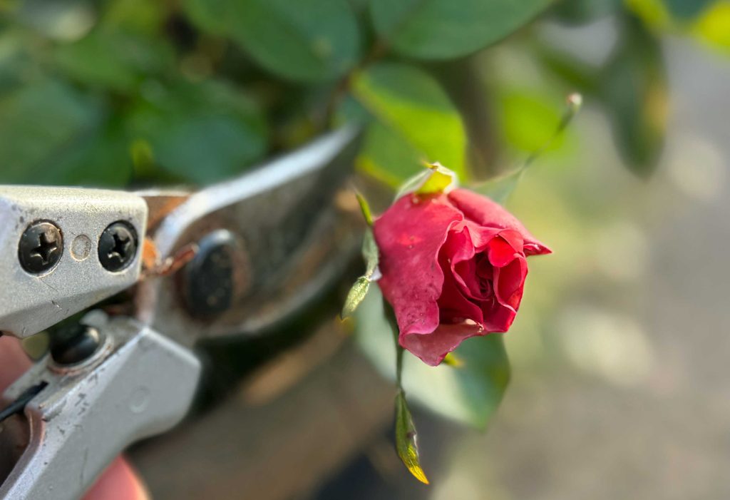 Blühende Rosen im Herbst nicht schneiden