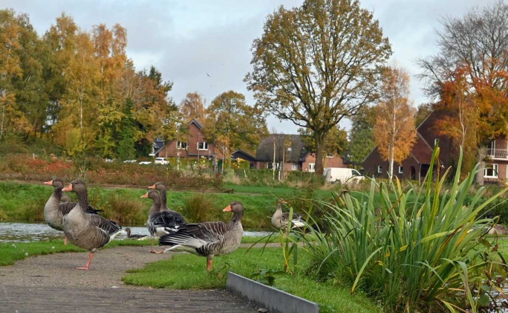 Gänse Schloss Raesfeld-Herbstzeit im Münsterland