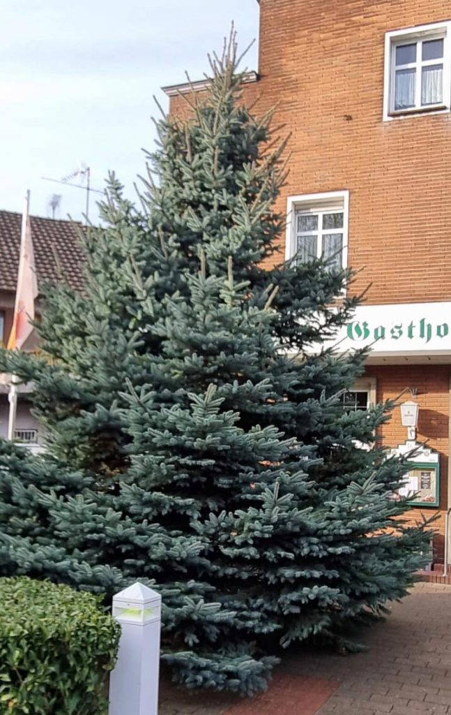 Baumaufstellen-Advent bei Brömmel-Weilms in Erle