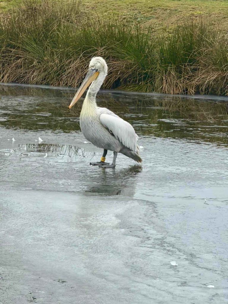 Krauskopf-Pelikan läuft über eine dünne Eisdecke im Schlossteich von Raesfeld