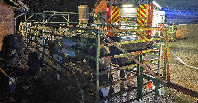 Großeinsatz für die Feuerwehr Raesfeld: Zwei Rinder verenden bei Stallbrand