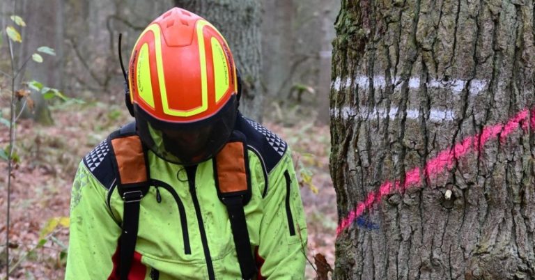 Holzernte und Waldpflege: Warum jetzt Bäume gefällt werden