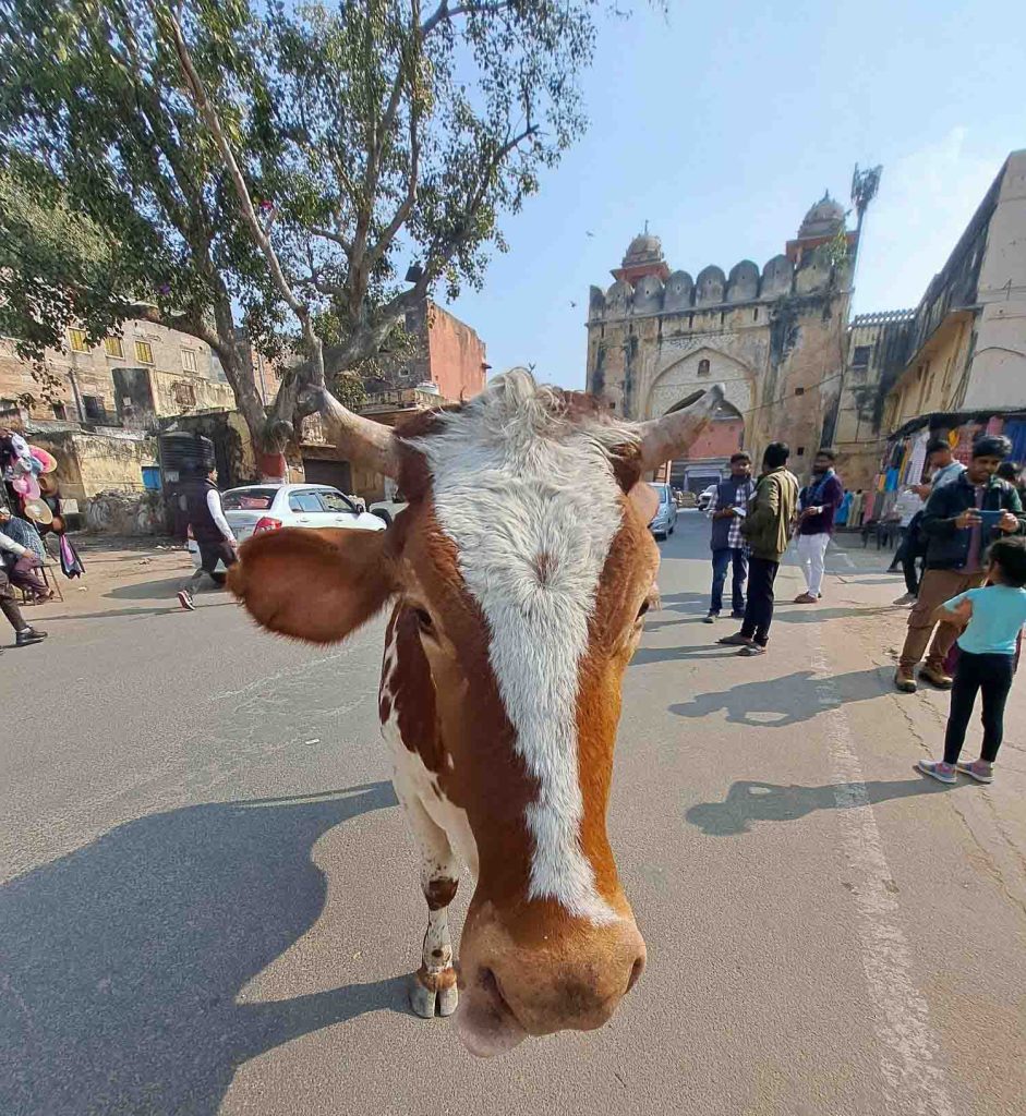 Heilige Kuh in Jaipur auf der Straße