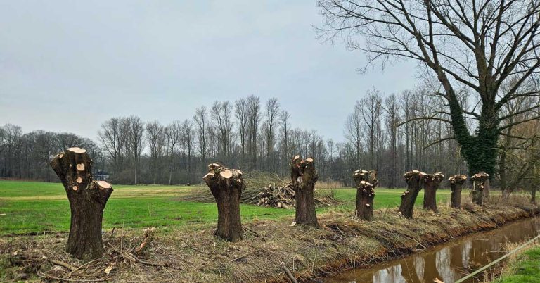 Mit dem Frühling startet die Brutzeit