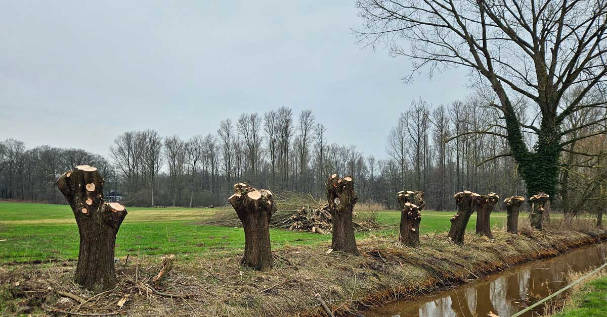 Mit dem Frühling startet die Brutzeit