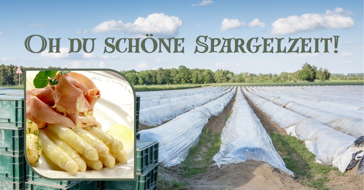Spargelfeld im Münsterland mit frischem weißen Spargel und klassischem Spargelgericht mit Schinken und Sauce