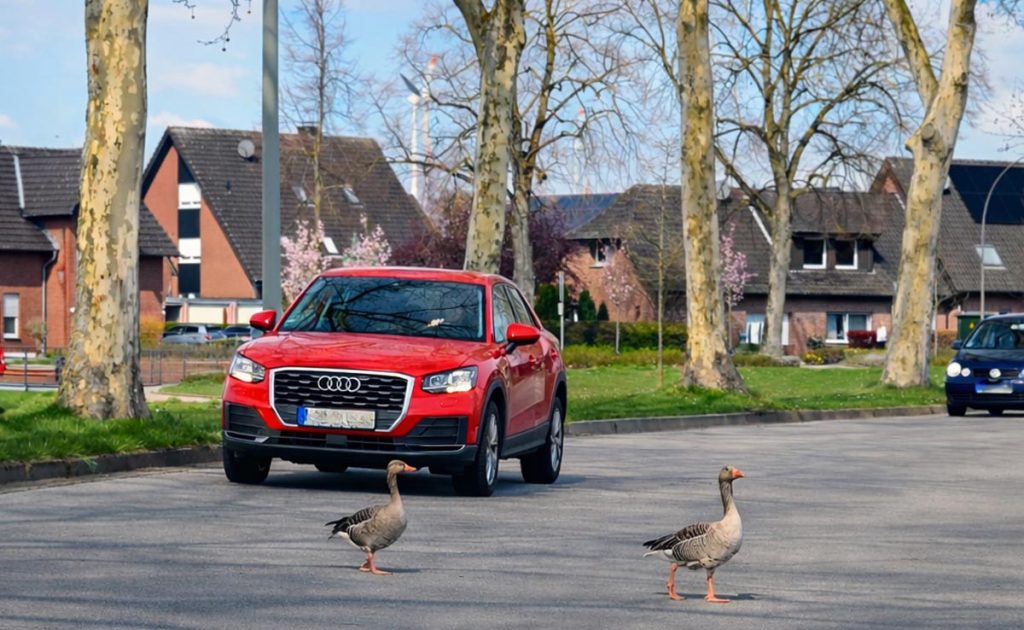 Auto hält am Südring in Raesfeld für Gänse im Gänsemarsch auf dem Weg in den Bürgerpark