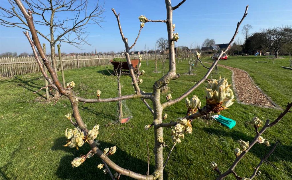 Blühende Obstbäume auf der Babywiese in Erle an der Mühle