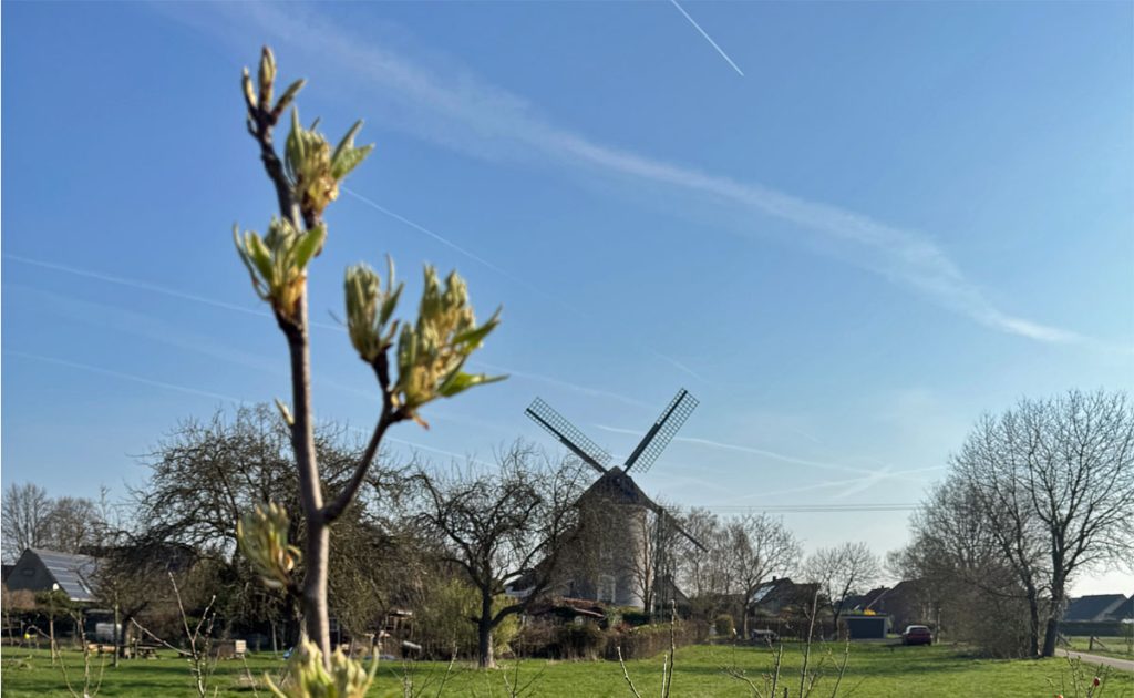 Babywiese Erle: Obstbäume in Blüte
