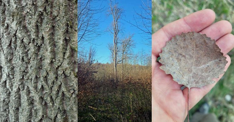 Geheimnisvolle Zitterpappel: Baum des Jahres 2026