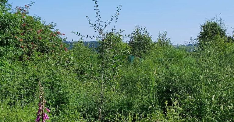 Bienenfreundliche Waldränder schützen Insekten und Wälder