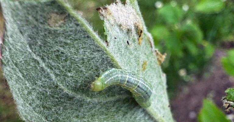 Raupen am Apfelbaum: „Raupe Nimmersatt“ frisst sich durch Blätter – was tun?