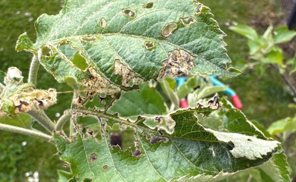 Fraßspuren durch Raupen am Apfelbaum