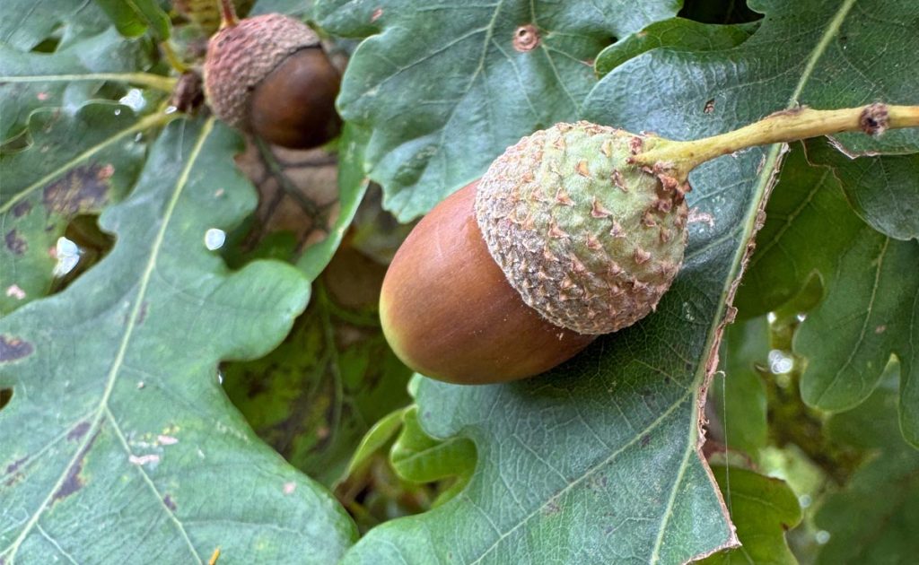 Baumart Eiche im Klimawandel, zu Waldschutz, Trockenstress und Zukunftswäldern