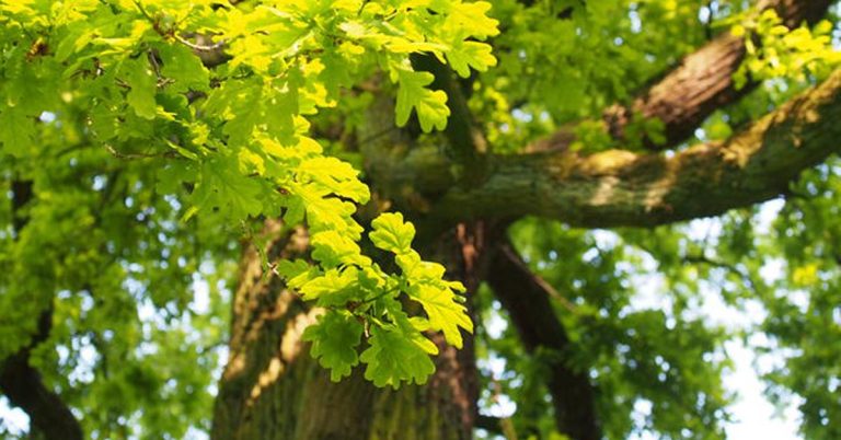 Baumart Eiche im Klimawandel, zu Waldschutz, Trockenstress und Zukunftswäldern